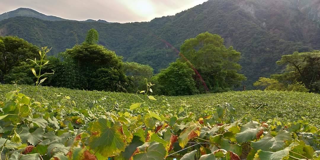 🍇信義鄉巨峰葡萄 20 24